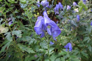 aconitum napellus (1000 x 666)